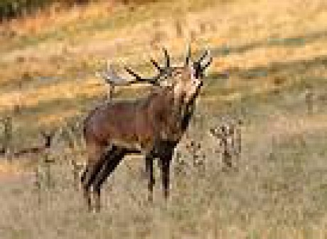 nahled-jelen-lesni-5697